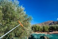 Fresh olives harvesting from agriculturists in a field of olive trees for extra virgin olive oil production. Royalty Free Stock Photo