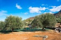 Fresh olives harvesting from agriculturists in a field of olive trees for extra virgin olive oil production. Royalty Free Stock Photo