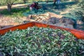 Fresh olives harvesting from agriculturists in a field of olive trees for extra virgin olive oil production. Royalty Free Stock Photo