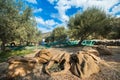 Fresh olives harvesting from agriculturists in a field of olive trees for extra virgin olive oil production. Royalty Free Stock Photo