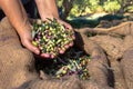 Fresh olives harvesting from agriculturists in a field of olive trees for extra virgin olive oil production.