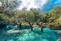 Fresh olives harvesting from women agriculturalists in Crete