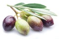 Fresh olives with leaves. Royalty Free Stock Photo