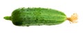 Fresh one cucumber isolated on white background Royalty Free Stock Photo