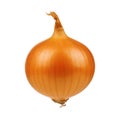 Fresh onion Royalty Free Stock Photo