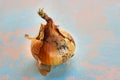 Fresh onion bulb on blue background Royalty Free Stock Photo