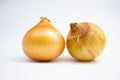 Fresh onion bulbs. in Group. isolated on white background Royalty Free Stock Photo