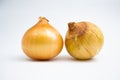 Fresh onion bulbs. in Group. isolated on white background Royalty Free Stock Photo