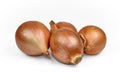 Fresh onion bulbs isolated on white background, clipping path in Royalty Free Stock Photo