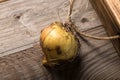 Fresh onion in a burned rustic texture box for background. Rough weathered wooden board Royalty Free Stock Photo