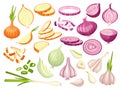 Fresh onion. Cartoon cutting red, white and green onions. Cut raw vegetables, slices and half parts. Garlic pieces