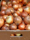 Fresh onion crop on farmer market Royalty Free Stock Photo