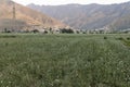 Fresh onion crops in the fields