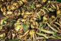 Fresh onion. Freshly dug bulbs. Onions after harvesting are braided fore dry