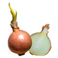 Fresh onion polygonal realistic vector illustration