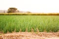 Fresh onion tree in biological farm at sunset