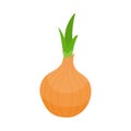 Fresh onion vegetable isolated on white background. Onion icon for market, recipe design. Organic food. Cartoon style. Vector. Royalty Free Stock Photo