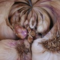 Fresh Onions Abstract Paint Art Royalty Free Stock Photo