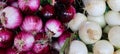 Fresh onions. Colorful Display of white and red Onions Royalty Free Stock Photo