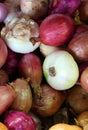 Fresh onions. Colorful Display of white, yellow and red Royalty Free Stock Photo