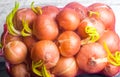 Fresh onions in a grid or bag good harvest, close-up Royalty Free Stock Photo