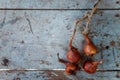 Fresh onions on wooden blue table background. Autumn vegetable harvest. Organic vegetarian food. Royalty Free Stock Photo