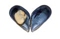 Fresh open black mussel in the shell