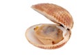 Fresh open clam in closeup on white background