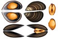 Fresh open and closed mussels vector set