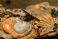 Fresh open Great scallop St James shell