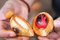 Fresh open nutmeg fruit in hands.