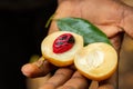 Fresh, open nutmeg fruit with seed Royalty Free Stock Photo