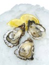 Fresh open oysters with lemon on crushed ice Royalty Free Stock Photo