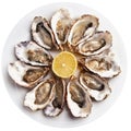 Fresh open oysters served with lemon