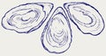 Fresh opened oyster Royalty Free Stock Photo