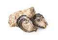 Fresh opened oyster isolated on white background Royalty Free Stock Photo