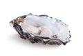 Fresh opened oyster Royalty Free Stock Photo