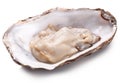 Fresh opened oyster.