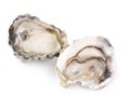 Fresh opened oyster on a white background Royalty Free Stock Photo