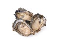 Fresh opened oyster on white background Royalty Free Stock Photo