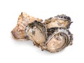 Fresh opened oyster on white background Royalty Free Stock Photo