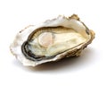 Fresh opened oyster