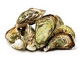 Fresh opened oyster Royalty Free Stock Photo