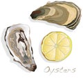 Fresh opened oyster on white