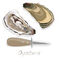 Fresh opened oyster on white