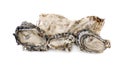 Fresh opened oyster on a white background Royalty Free Stock Photo
