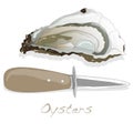 Fresh opened oyster on white