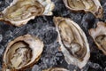 Fresh opened oysters in ice on a black stone textured background. Top view. Close-up shot.