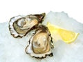 Fresh opened oysters with lemon on crushed ice Royalty Free Stock Photo