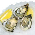 Fresh opened oysters with lemon on crushed ice Royalty Free Stock Photo